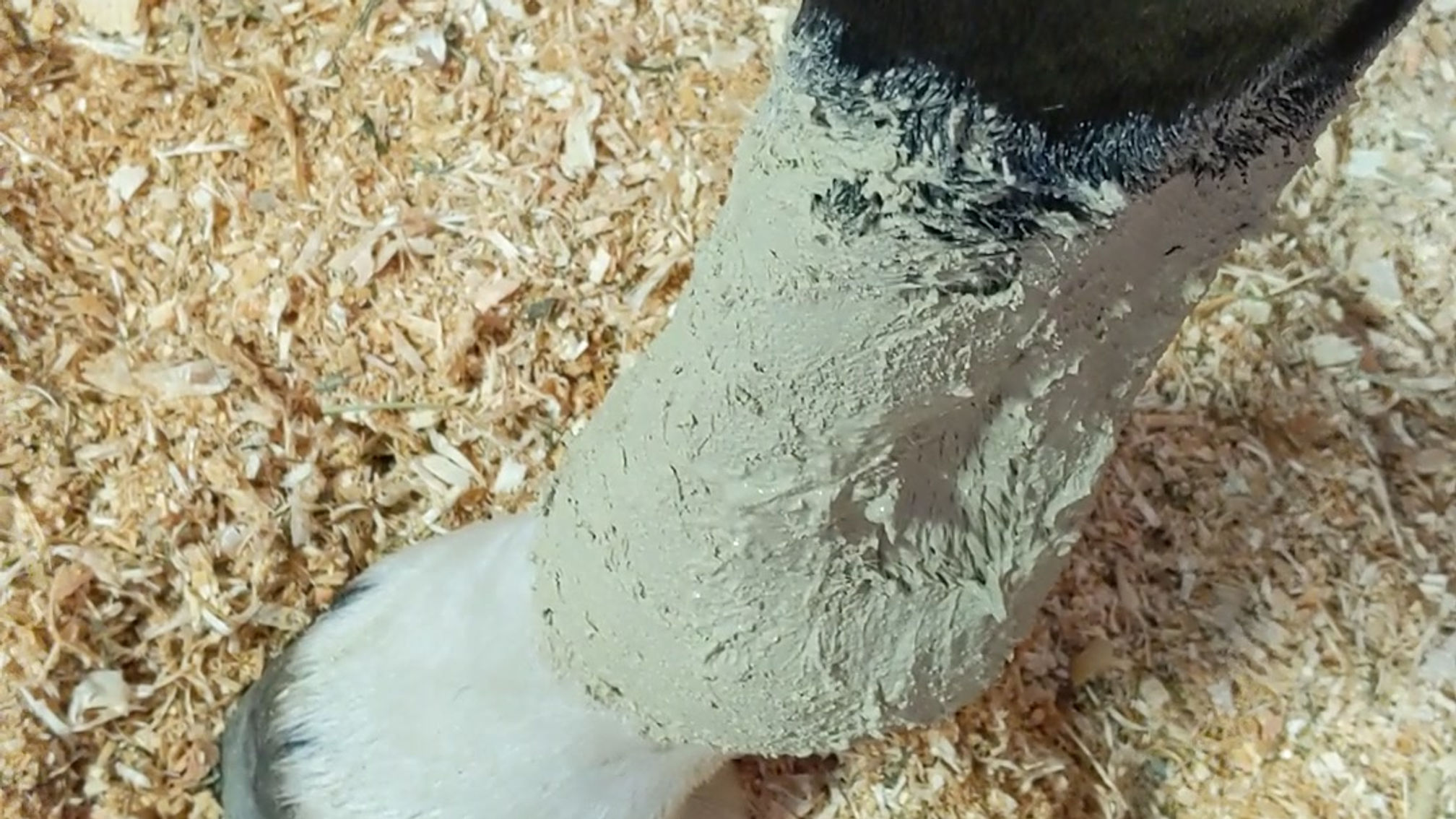 Sirocco Poultice